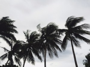 palm trees blowing